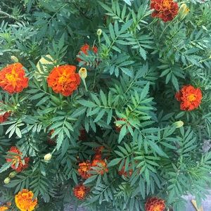 Meet your Posher, Reva